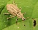 Aphrastus taeniatus - photo 4
