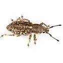 Aphrastus unicolor