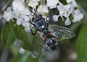 Aphria ocypterata - Aphria ocypterata