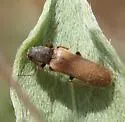 Aphricus luteipennis - photo 2