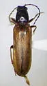 Aphricus luteipennis - photo 3