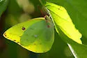 Pink-spot Sulphur - Hodges#4233.1 - photo 4