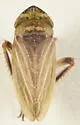 Girdled Leafhopper