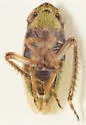 Girdled Leafhopper - photo 2