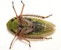 Girdled Leafhopper - photo 3