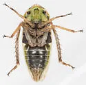 Girdled Leafhopper - photo 4