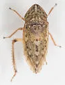 Girdled Leafhopper - photo 5