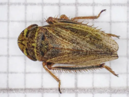 Aphrodes makarovi