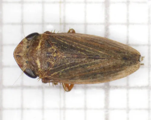 Aphrodes makarovi - photo 4