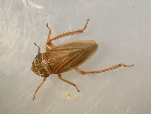 Aphrodes makarovi - photo 5