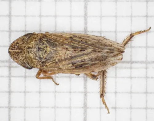 Aphrodes - photo 2