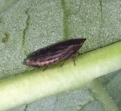 Aphrodes - photo 3