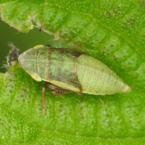 Aphrodes - photo 4