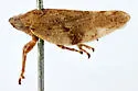 Aphrophora ampliata