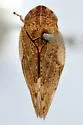 Aphrophora ampliata - photo 2