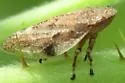 Aphrophora angulata