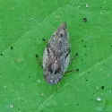Aphrophora angulata - photo 3