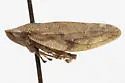 Aphrophora angulata - photo 4