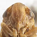 Aphrophora annulata - photo 3