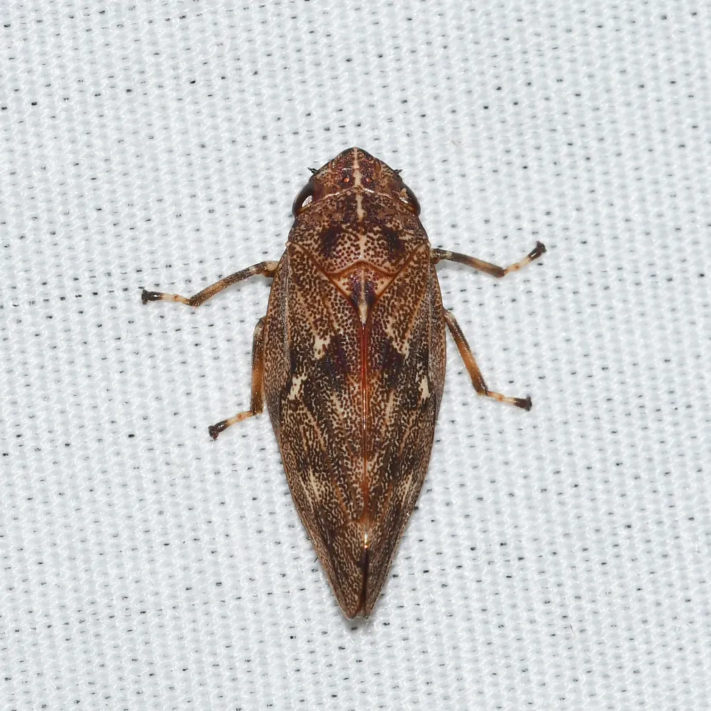 Pine Spittlebug