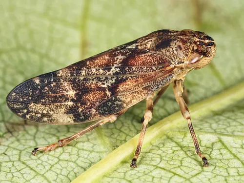 Boreal Spittlebug