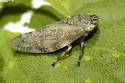 Aphrophora irrorata