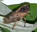 Aphrophora irrorata - photo 2