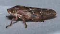Aphrophora irrorata - photo 3