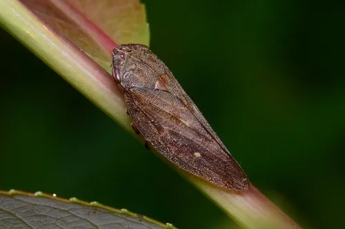 Aphrophora major