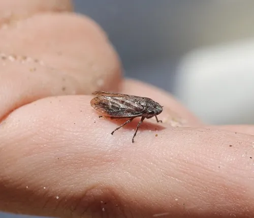 Aphrophora moscoviciae
