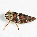 Spruce Spittlebug - photo 2