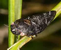 Spruce Spittlebug - photo 3