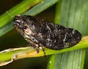 Spruce Spittlebug - photo 4