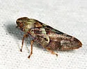 Spruce Spittlebug - photo 5