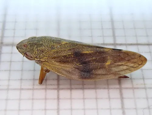 Aphrophora pectoralis
