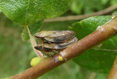Aphrophora pectoralis - photo 2