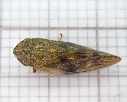 Aphrophora pectoralis - photo 3
