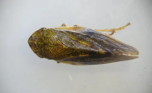 Aphrophora pectoralis - photo 5