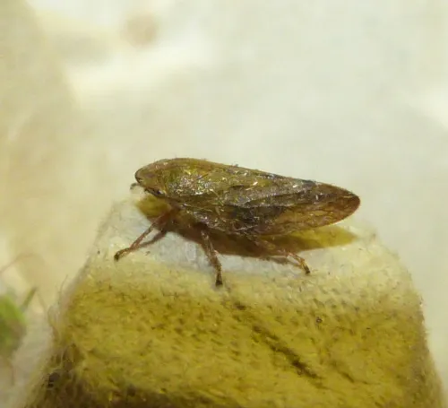 Aphrophora pectoralis - photo 8