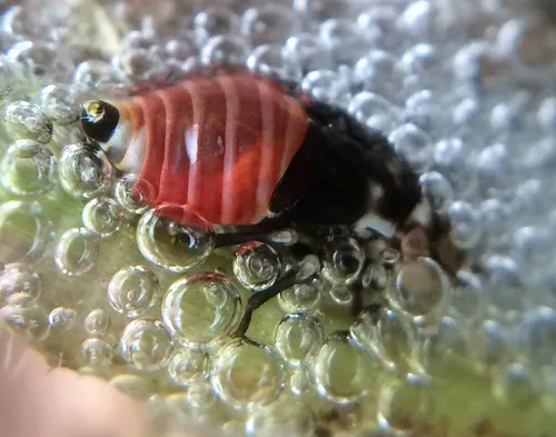 Douglas-fir Spittlebug