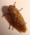 Cone Spittlebug
