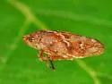 Cone Spittlebug - photo 2