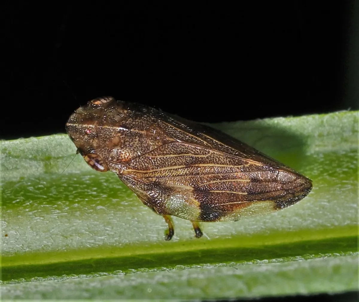Four-spotted Spittlebug