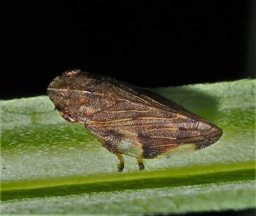 Four-spotted Spittlebug - photo 2