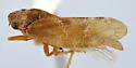 Aphrophora regina