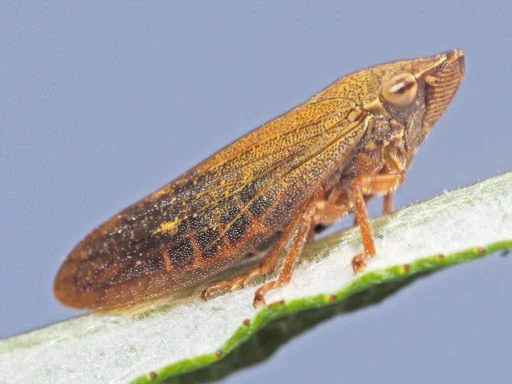 Willow Spittlebug - photo 3
