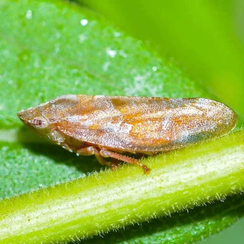Saratoga Spittlebug