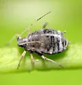 Aphthargelia symphoricarpi - Aphthargelia symphoricarpi