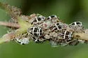 Aphthargelia symphoricarpi - photo 2