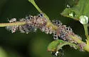 Aphthargelia symphoricarpi - photo 3